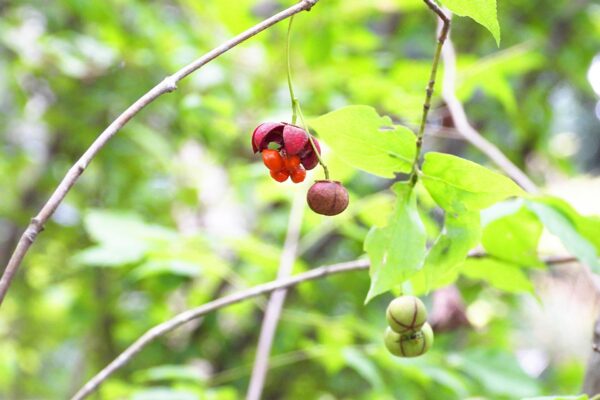 ツリバナとはどんな植木?特徴と育て方について詳しく解説 - にわいろSELECT