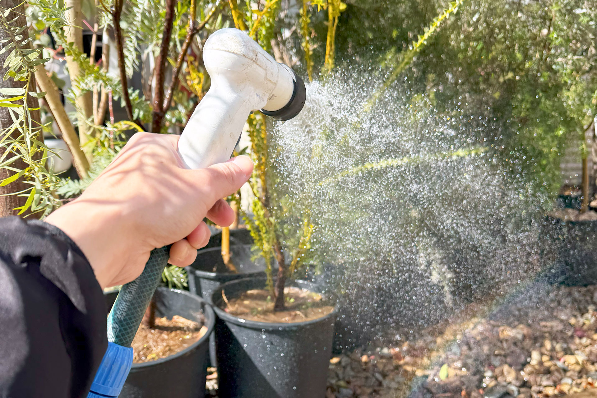 常緑エゴノキとはどんな植木?特徴と育て方について詳しく解説 - にわいろSELECT