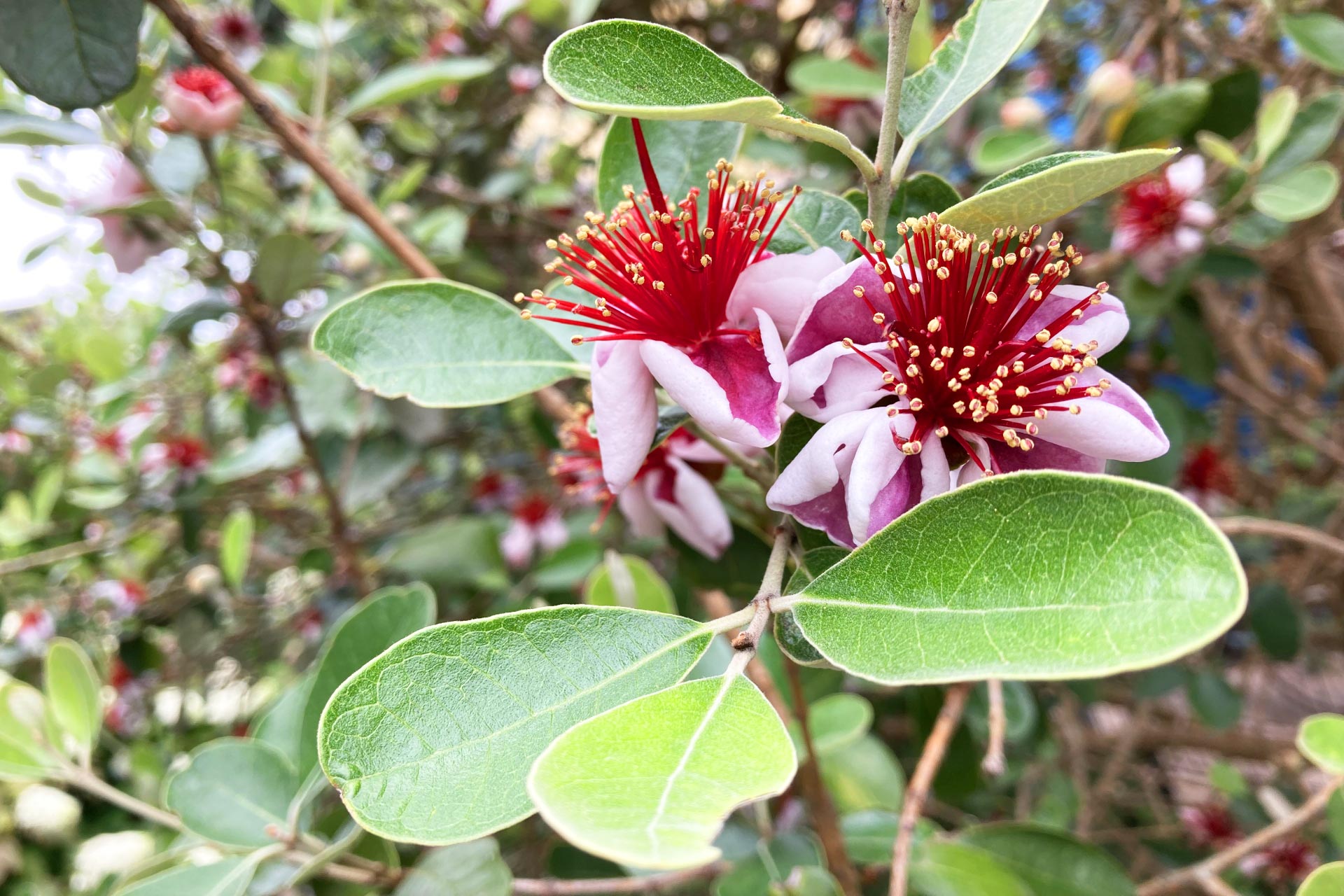フェイジョアの木とはどんな植木？特徴と育て方について詳しく解説 