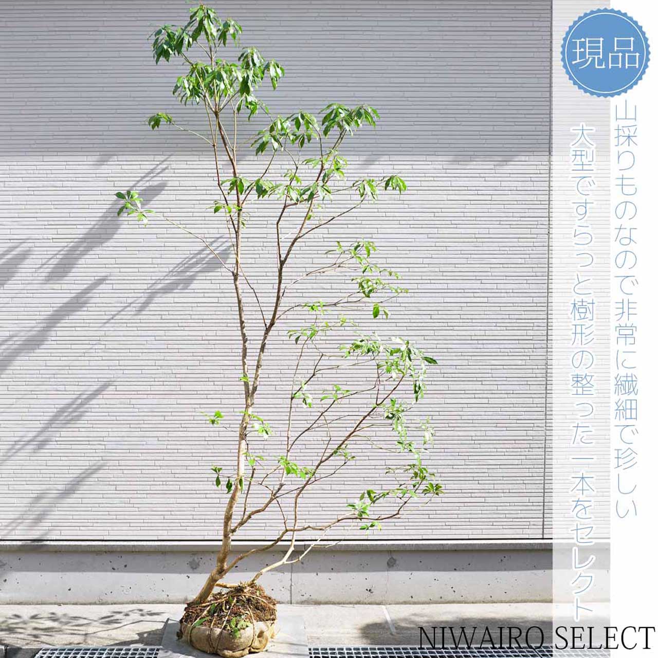 アセビとはどんな植木?特徴と育て方について詳しく解説 - にわいろSELECT
