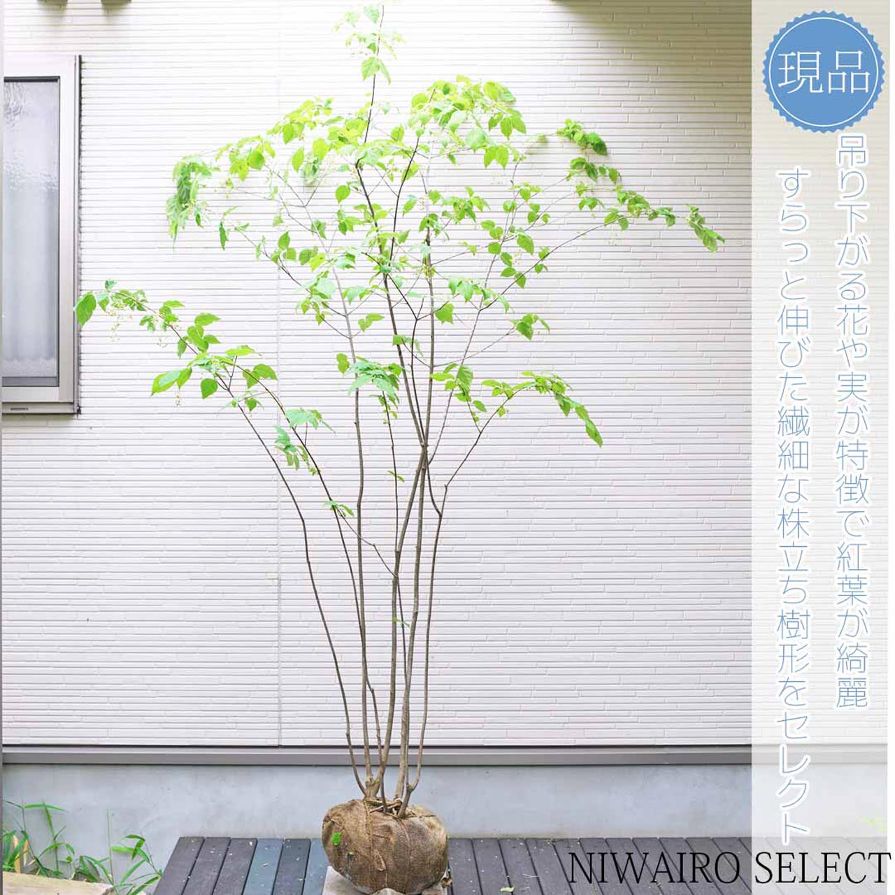 ツリバナとはどんな植木?特徴と育て方について詳しく解説 - にわいろSELECT