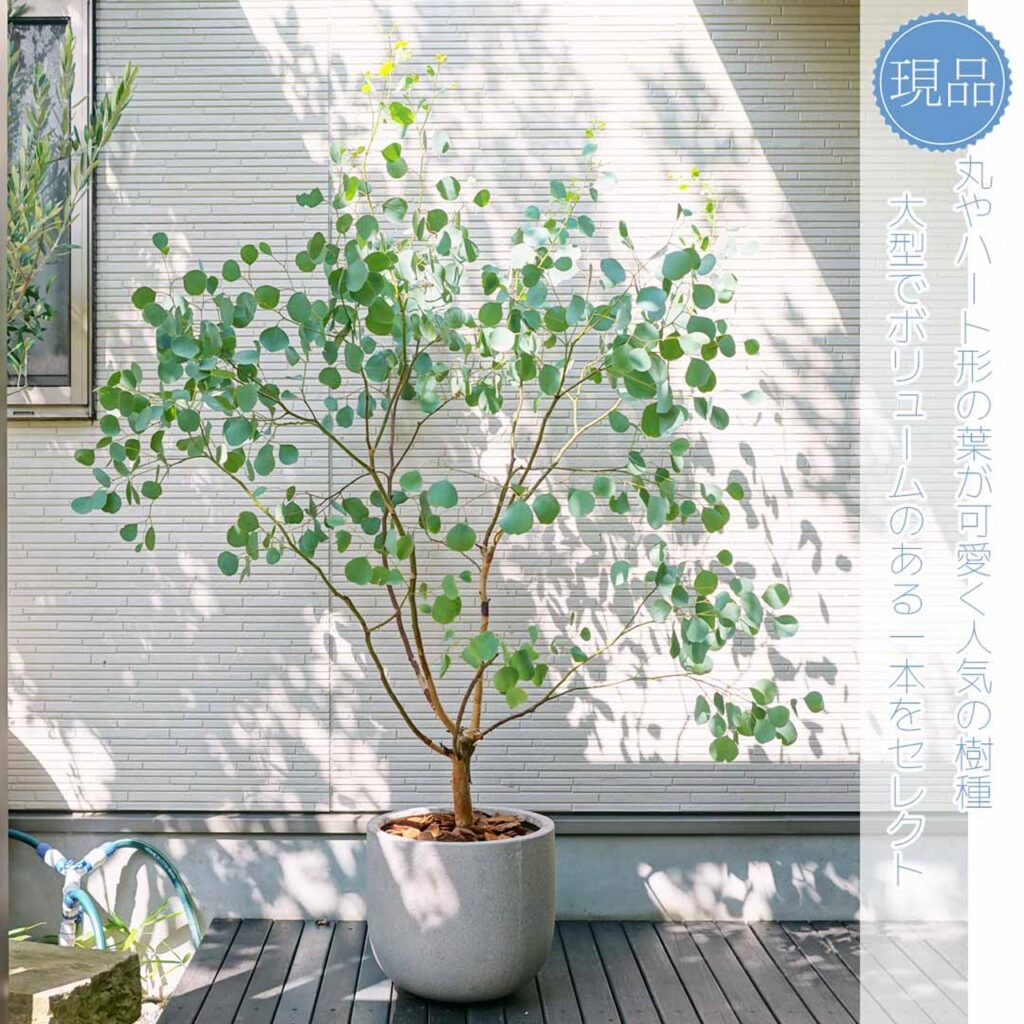 ユーカリポポラスとはどんな植木？特徴と育て方について詳しく解説 