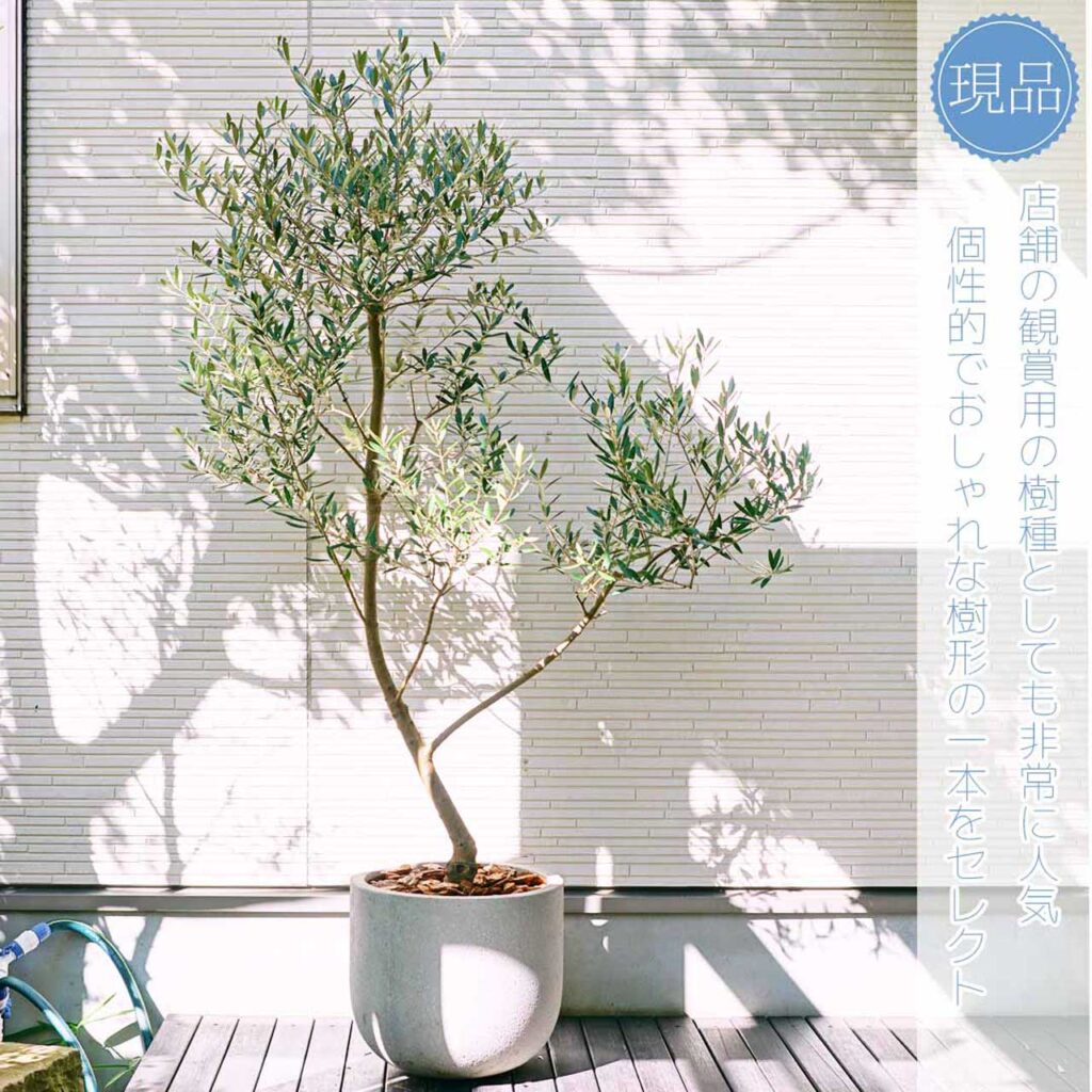 オリーブの木 植木 1本8,000円→7,000円【7月25日出品終了】 【公式通販】
