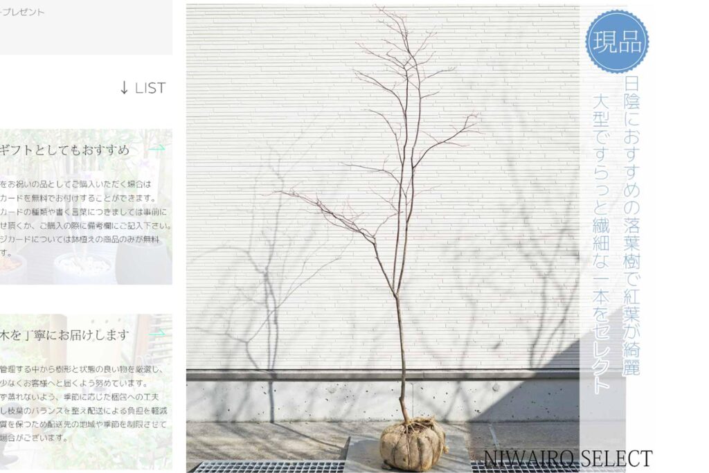 ナツハゼとはどんな植木？特徴と育て方について詳しく解説 - にわいろSELECT
