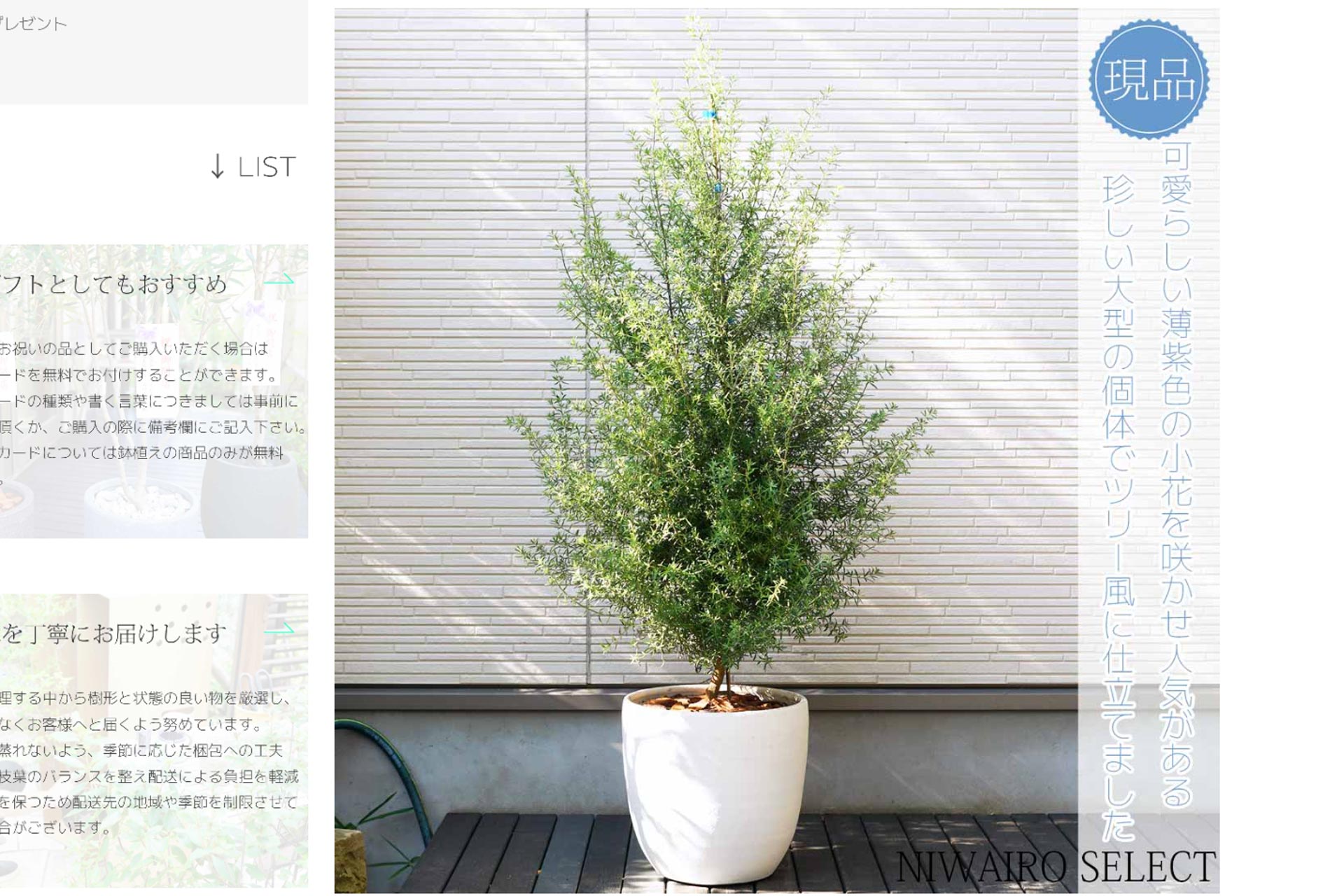スタッフブログ 発送作業15 鉢植えウエストリンギア - にわいろSELECT