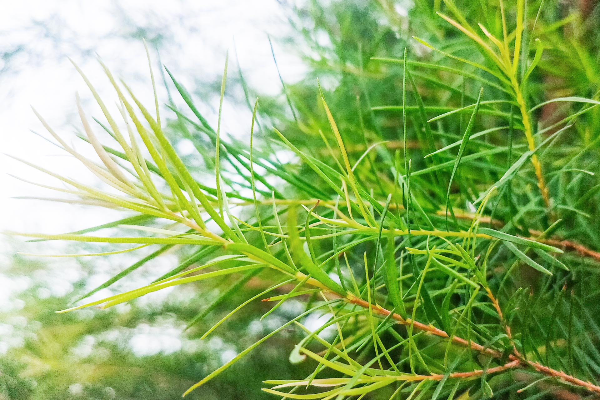 ティーツリー(メラレウカ)とはどんな植木？特徴と育て方について詳しく 