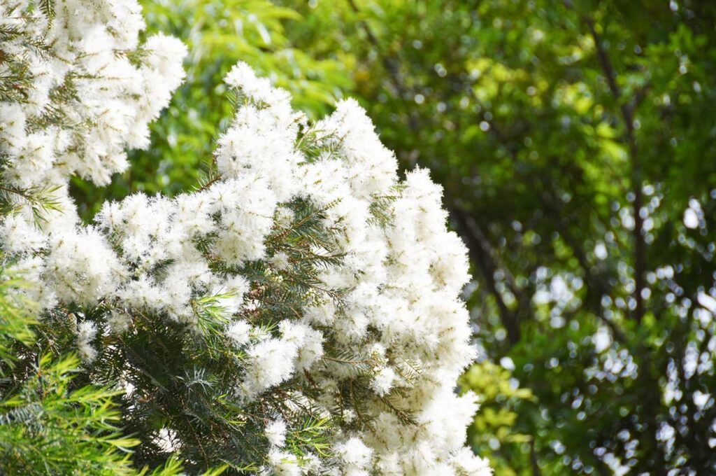 ティーツリー(メラレウカ)とはどんな植木？特徴と育て方について詳しく 
