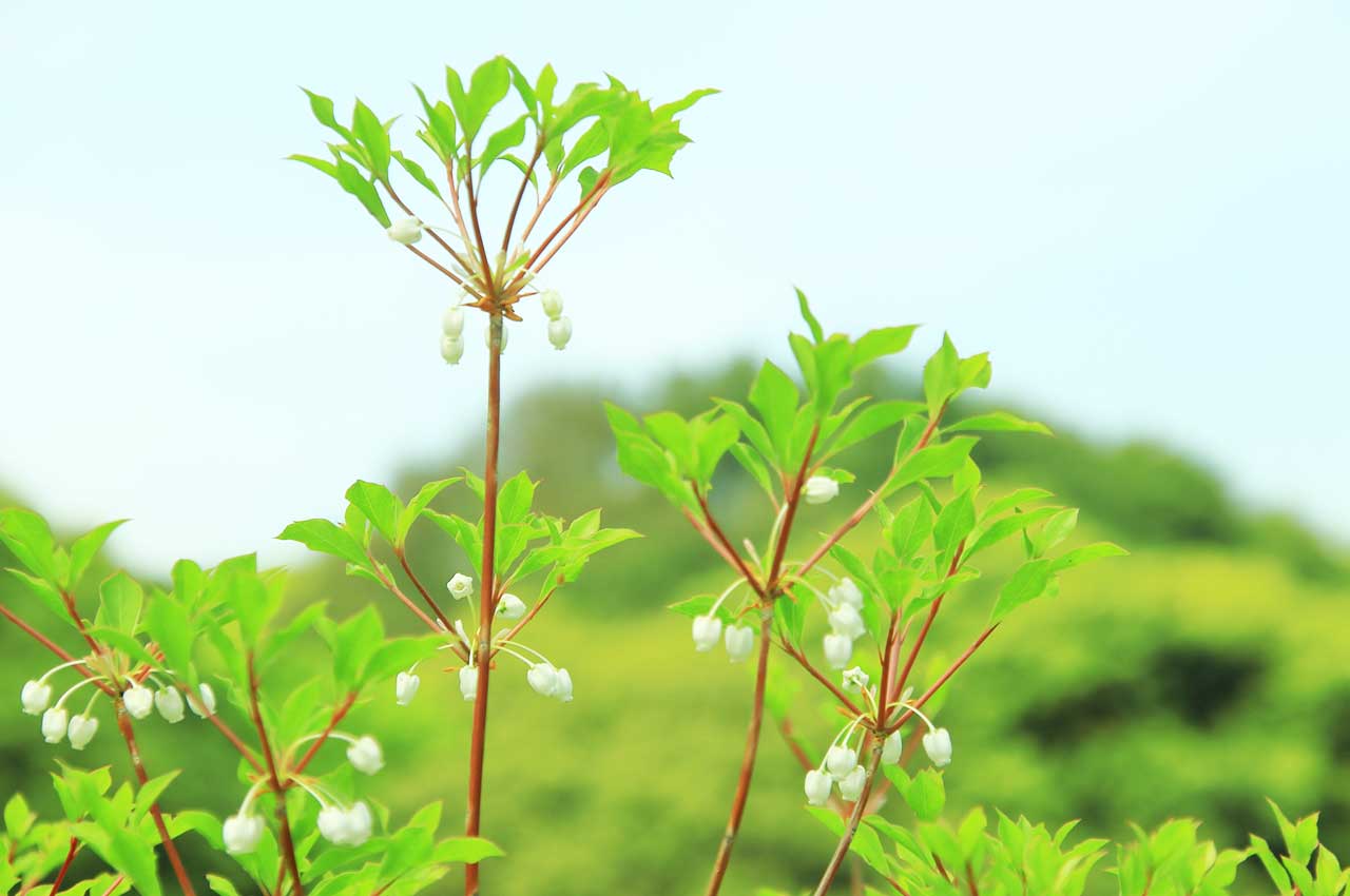 ドウダンツツジとはどんな植木?特徴と育て方について詳しく解説 - にわいろSELECT