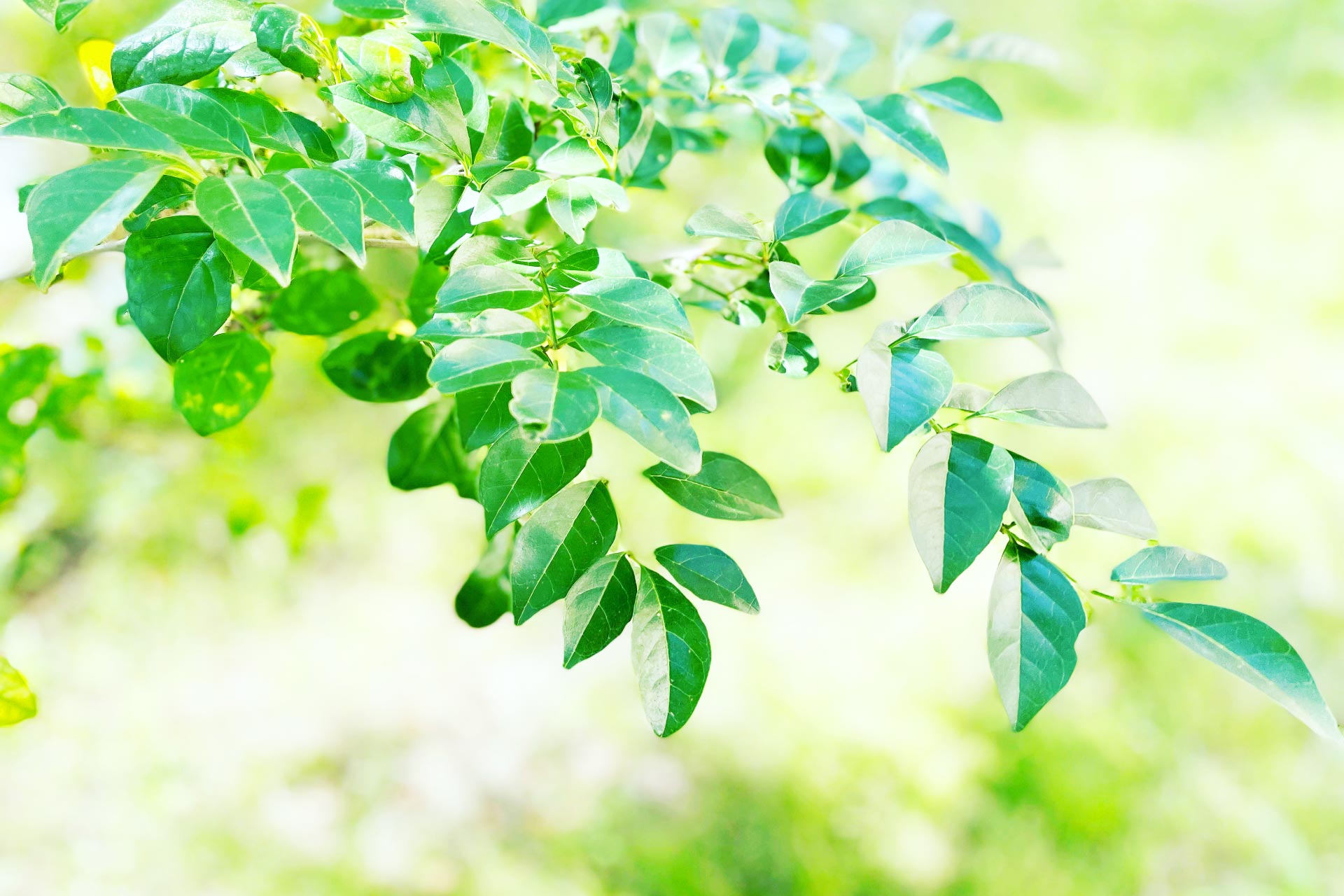 シマトネリコとはどんな植木？特徴と育て方について詳しく解説 - に 