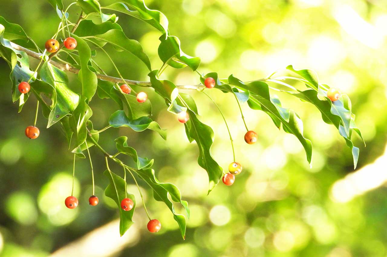 ソヨゴとはどんな植木?特徴と育て方について詳しく解説 - にわいろSELECT