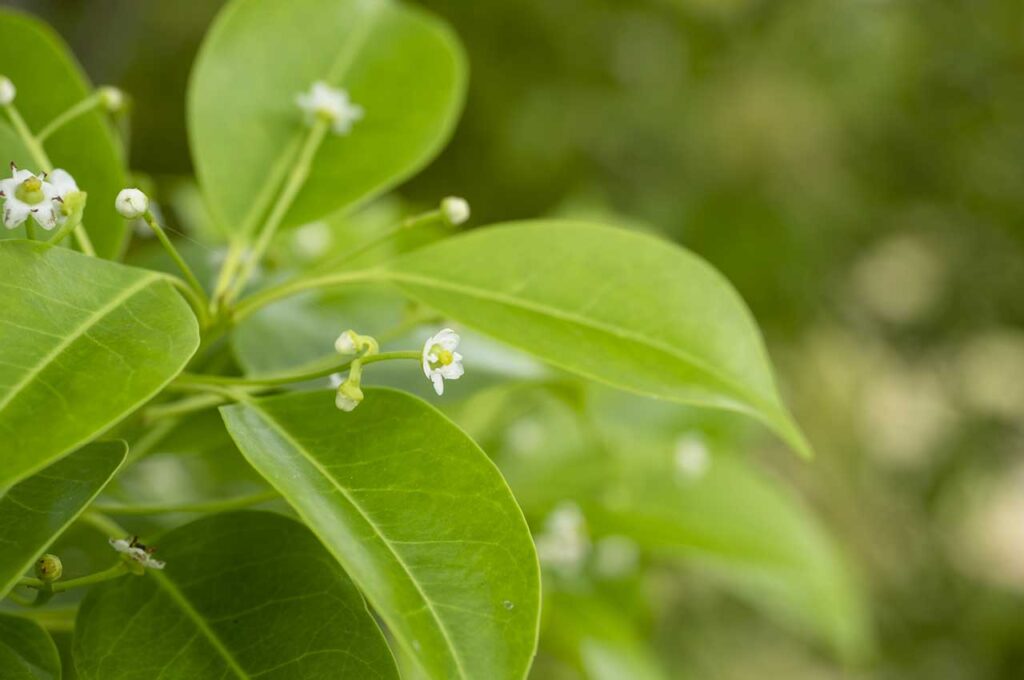 ソヨゴとはどんな植木?特徴と育て方について詳しく解説 - にわいろSELECT
