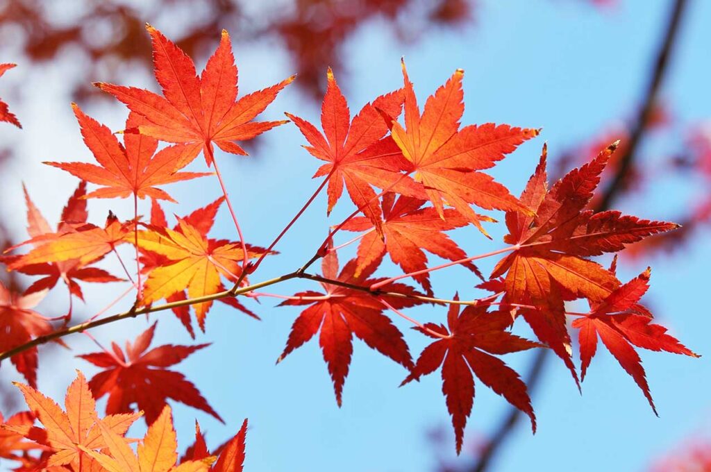 イロハモミジとはどんな植木？特徴と育て方について詳しく解説 - に 