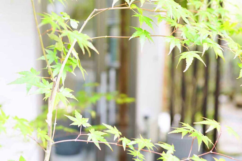 イロハモミジとはどんな植木？特徴と育て方について詳しく解説 - にわいろSELECT 流れ枝が自慢の。。天然イロハモミジ。