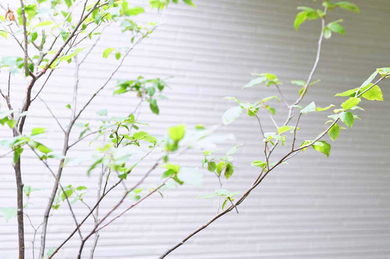 ナツハゼとはどんな植木？特徴と育て方について詳しく解説 - にわいろSELECT