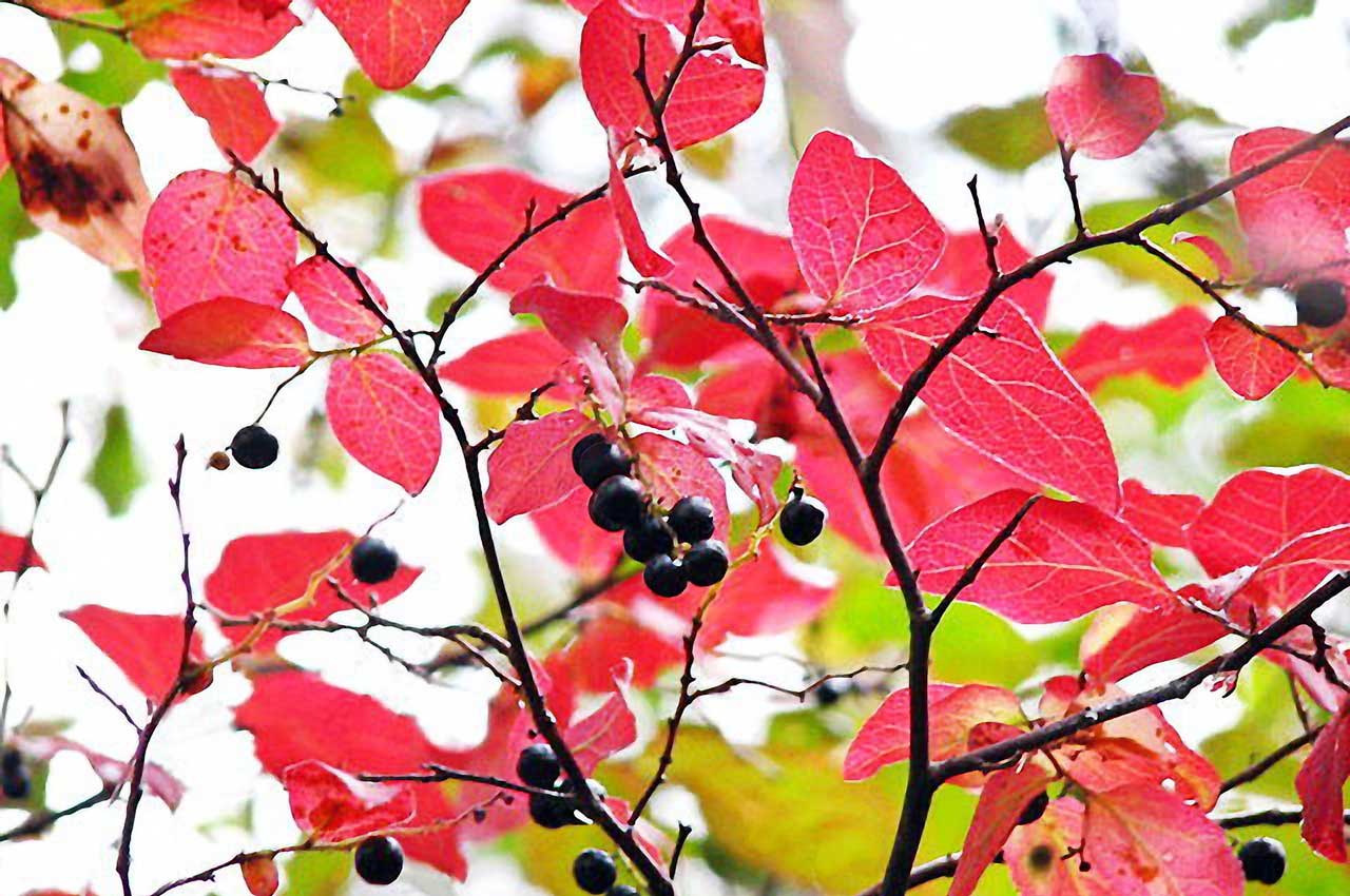ナツハゼとはどんな植木？特徴と育て方について詳しく解説 - にわいろSELECT