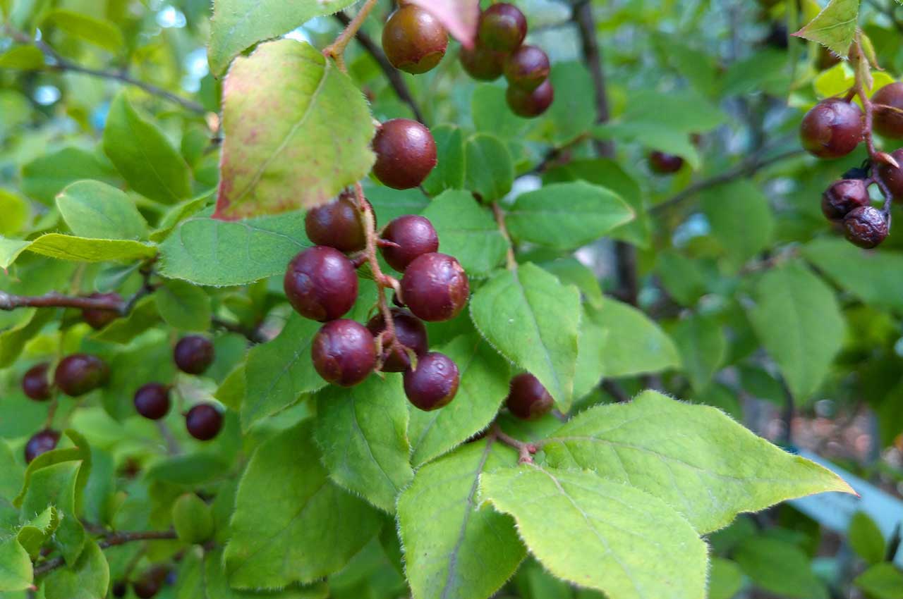 ナツハゼとはどんな植木？特徴と育て方について詳しく解説 - にわいろSELECT