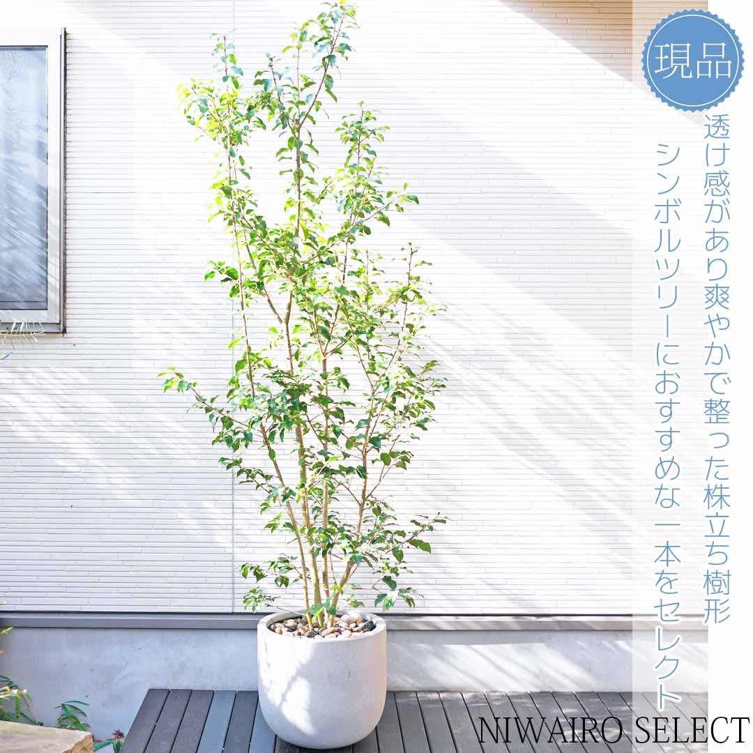 ソヨゴとはどんな植木?特徴と育て方について詳しく解説 - にわいろSELECT