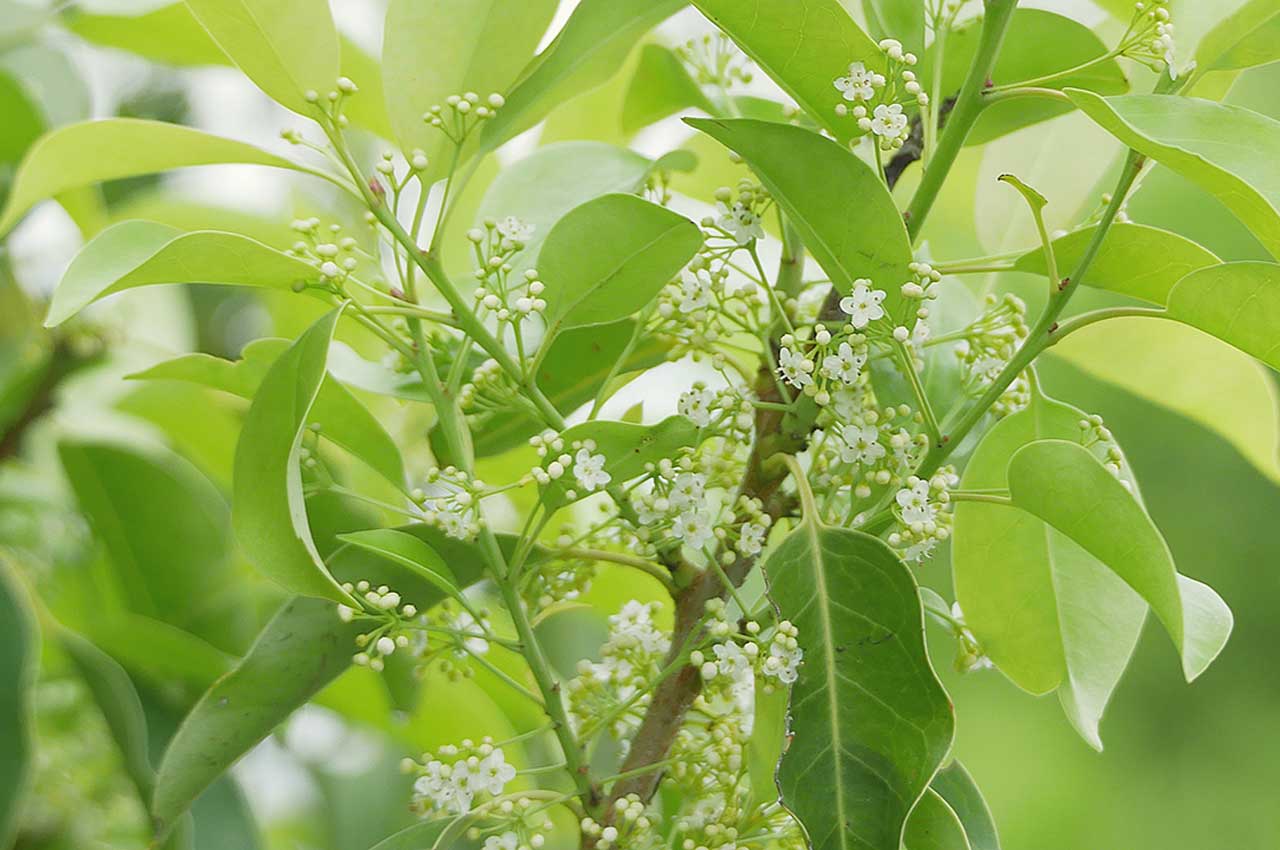 ソヨゴとはどんな植木?特徴と育て方について詳しく解説 - にわいろSELECT