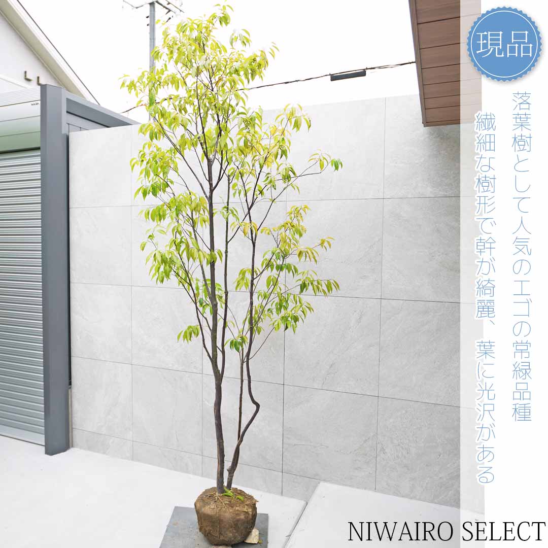 常緑エゴノキとはどんな植木?特徴と育て方について詳しく解説 - にわいろSELECT