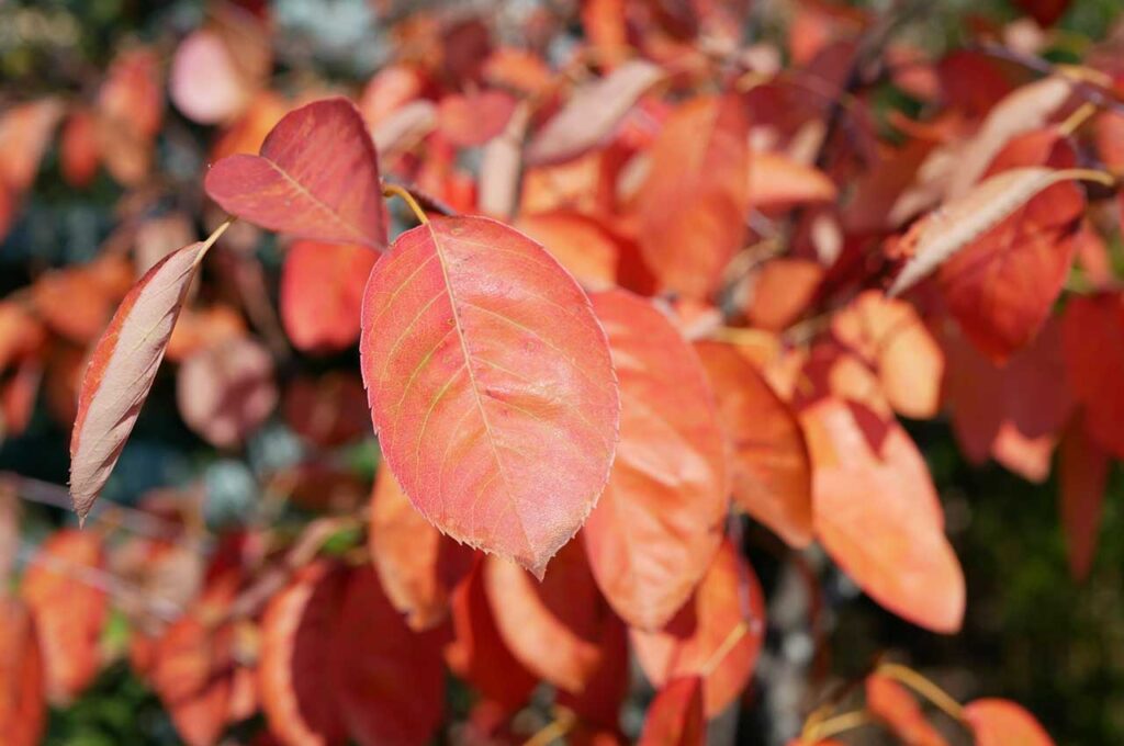 ジューンベリー 紅葉