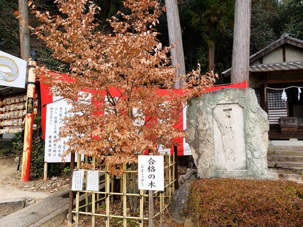 ヤマコウバシ 合格祈願の木