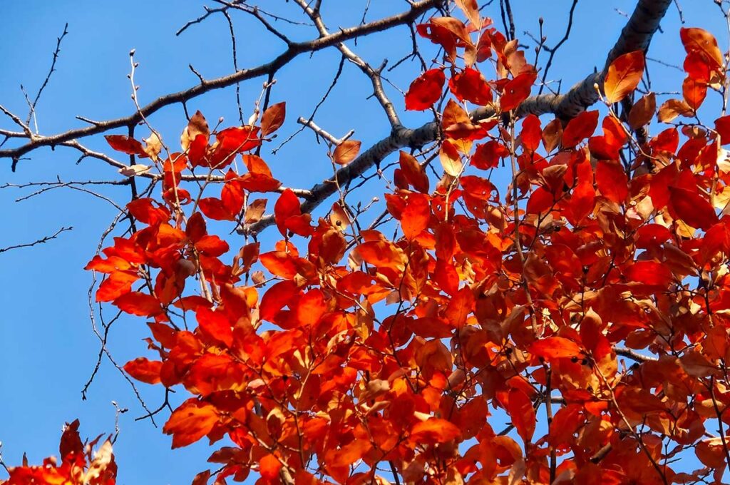 ヤマコウバシ 紅葉した葉