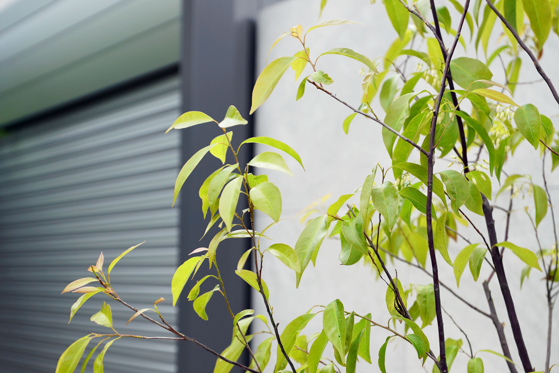 常緑エゴノキとはどんな植木?特徴と育て方について詳しく解説 - にわいろSELECT