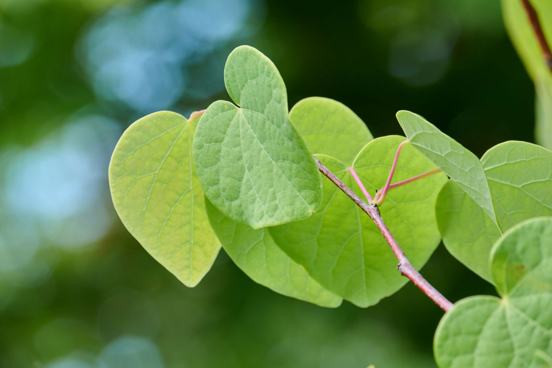 マルバノキとはどんな植木？特徴と育て方について詳しく解説 - に 