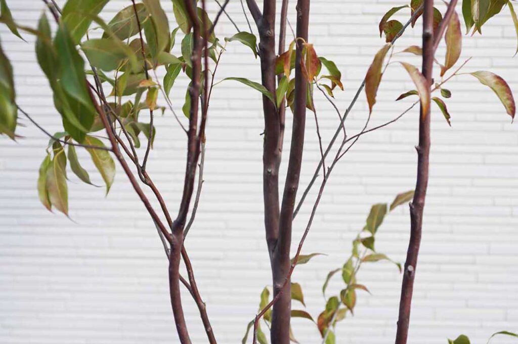 常緑エゴノキとはどんな植木?特徴と育て方について詳しく解説 - にわいろSELECT