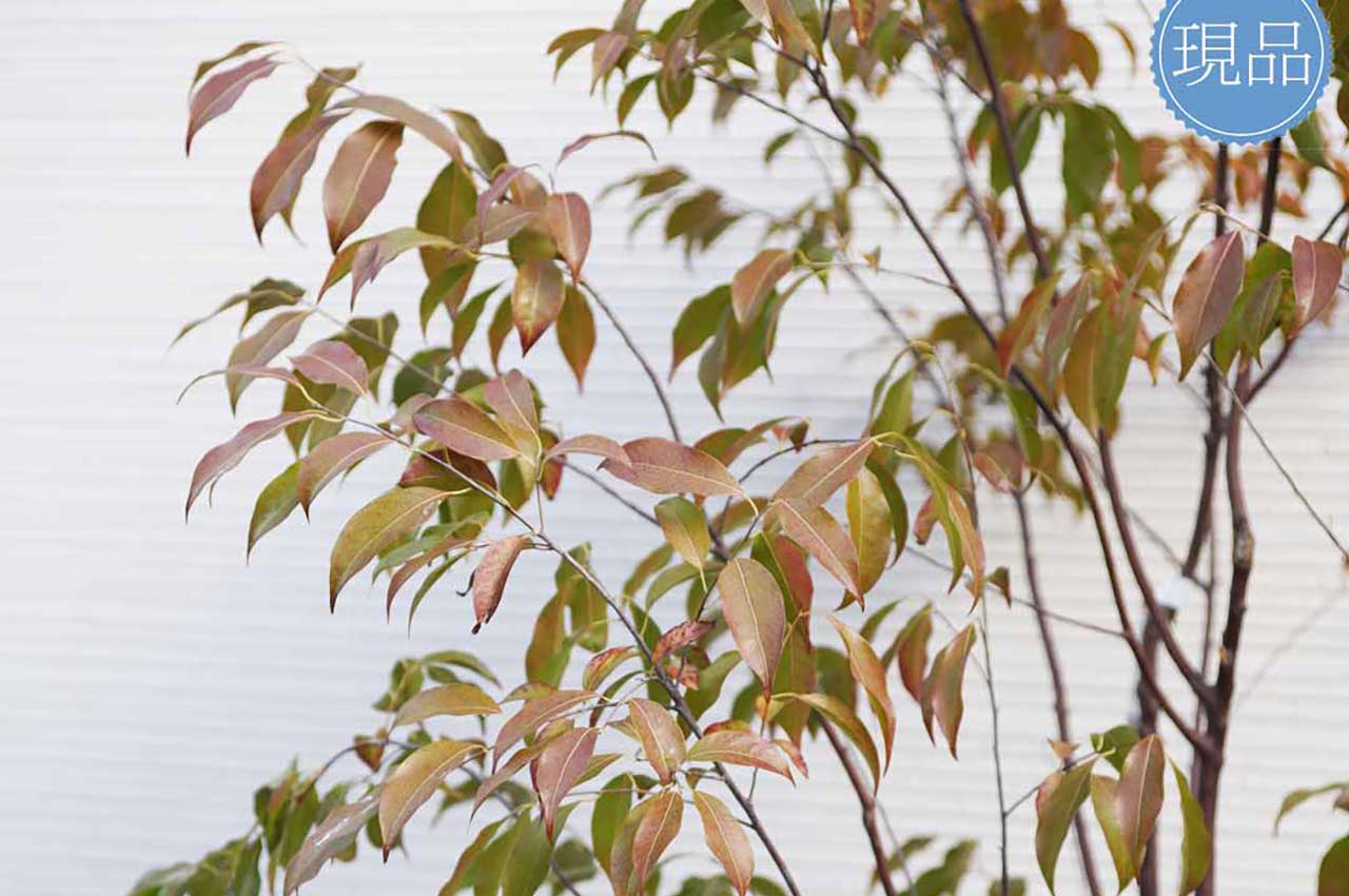 常緑エゴノキとはどんな植木?特徴と育て方について詳しく解説 - にわいろSELECT