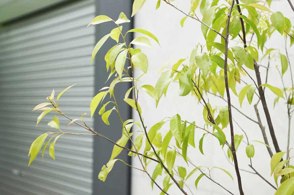 常緑エゴノキ ライトグリーンの葉と開花前の花