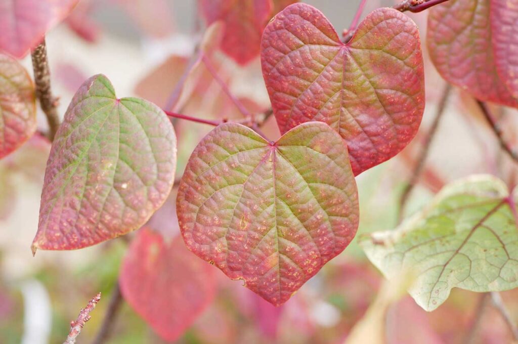 マルバノキ 紅葉した葉