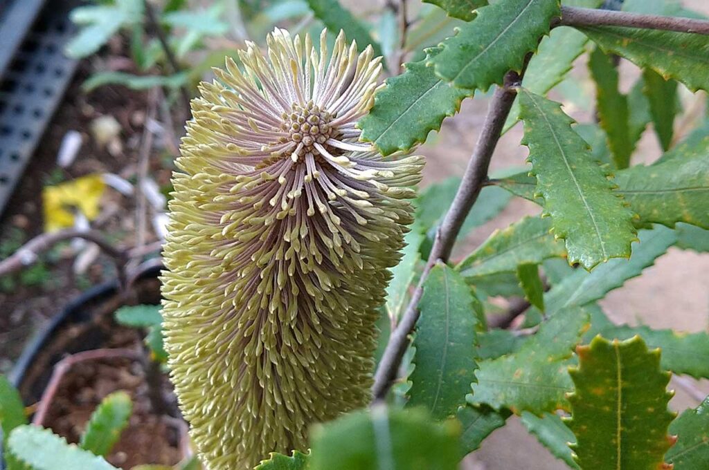 コーストバンクシア ブラシ状の花