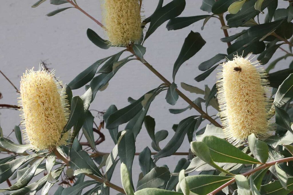 コーストバンクシア ブラシ状の花２