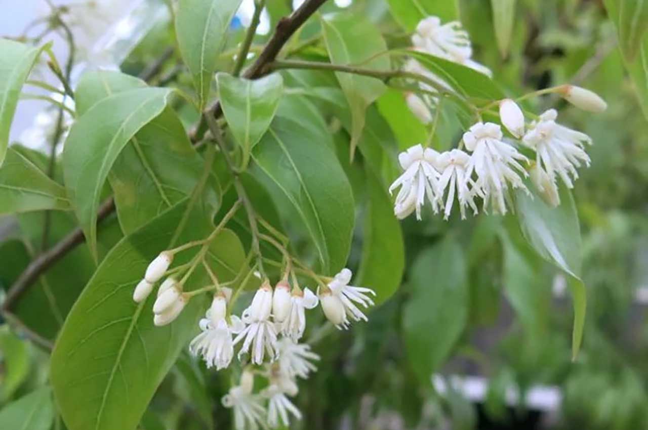 常緑エゴノキとはどんな植木?特徴と育て方について詳しく解説 - にわいろSELECT