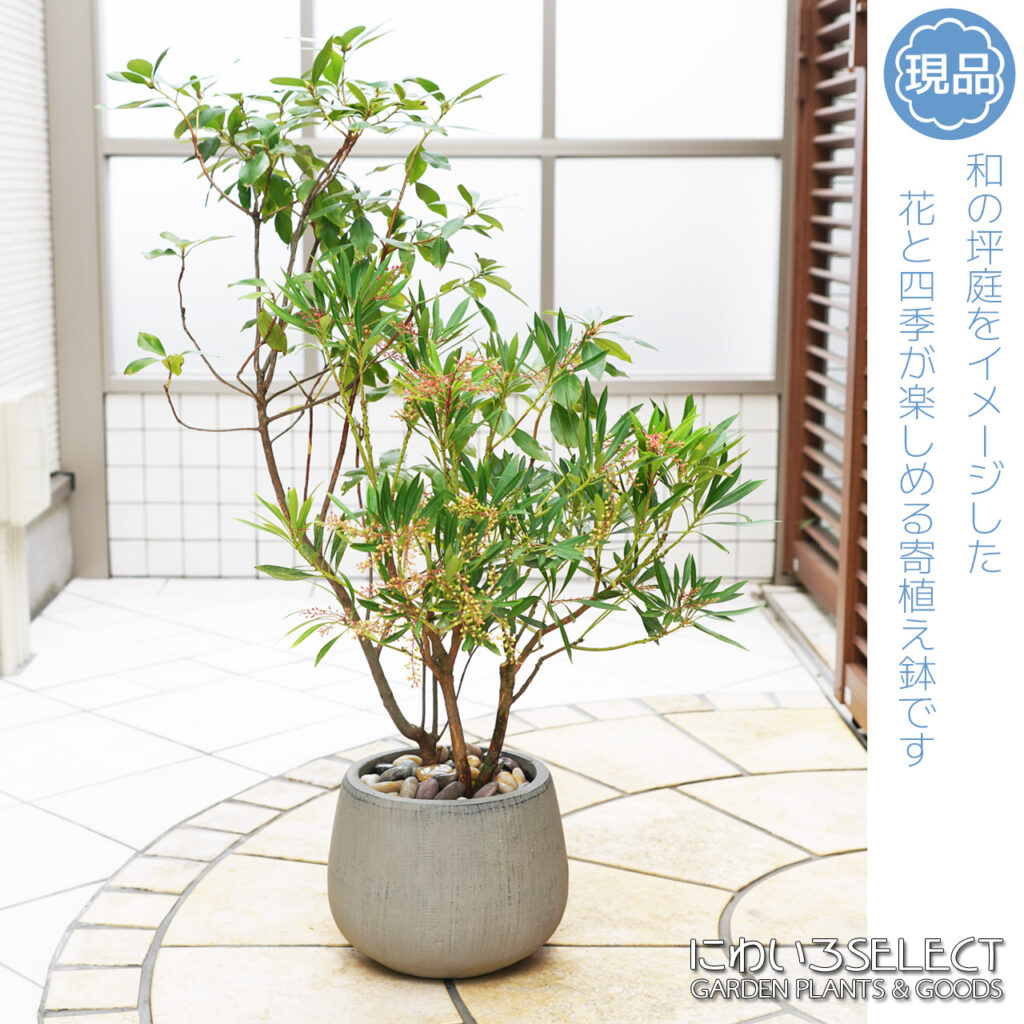 鉢植え金子玄海ツツジ 樹形１