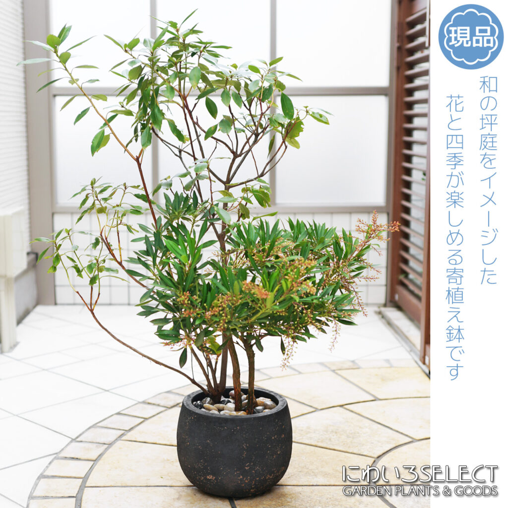 鉢植え金子玄海ツツジ 樹形２
