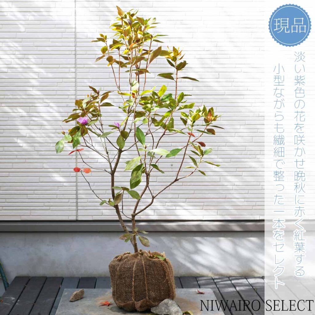 金子玄海ツツジ 樹形１