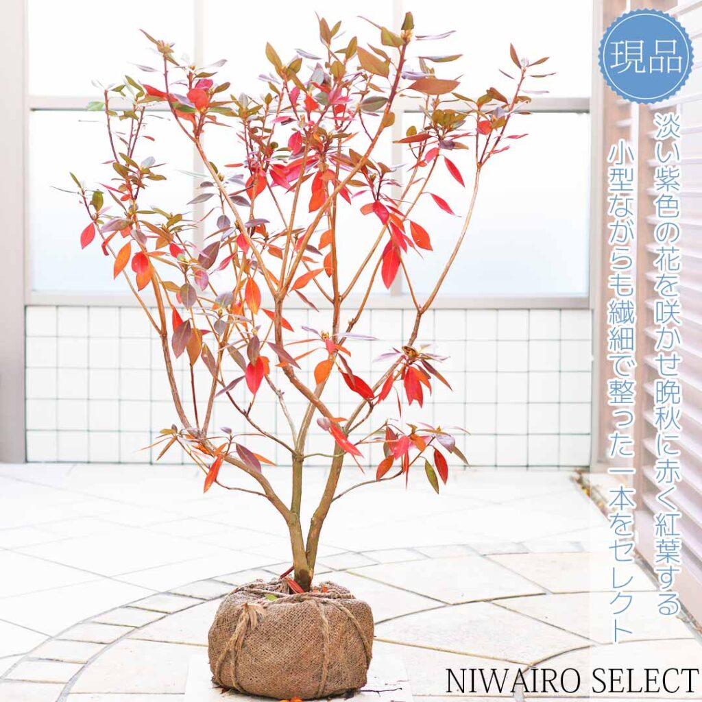 紅葉した金子玄海ツツジ 樹形２
