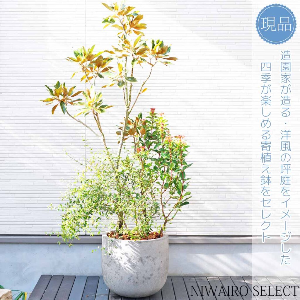 常緑ガマズミ『ティヌス』鉢植え1