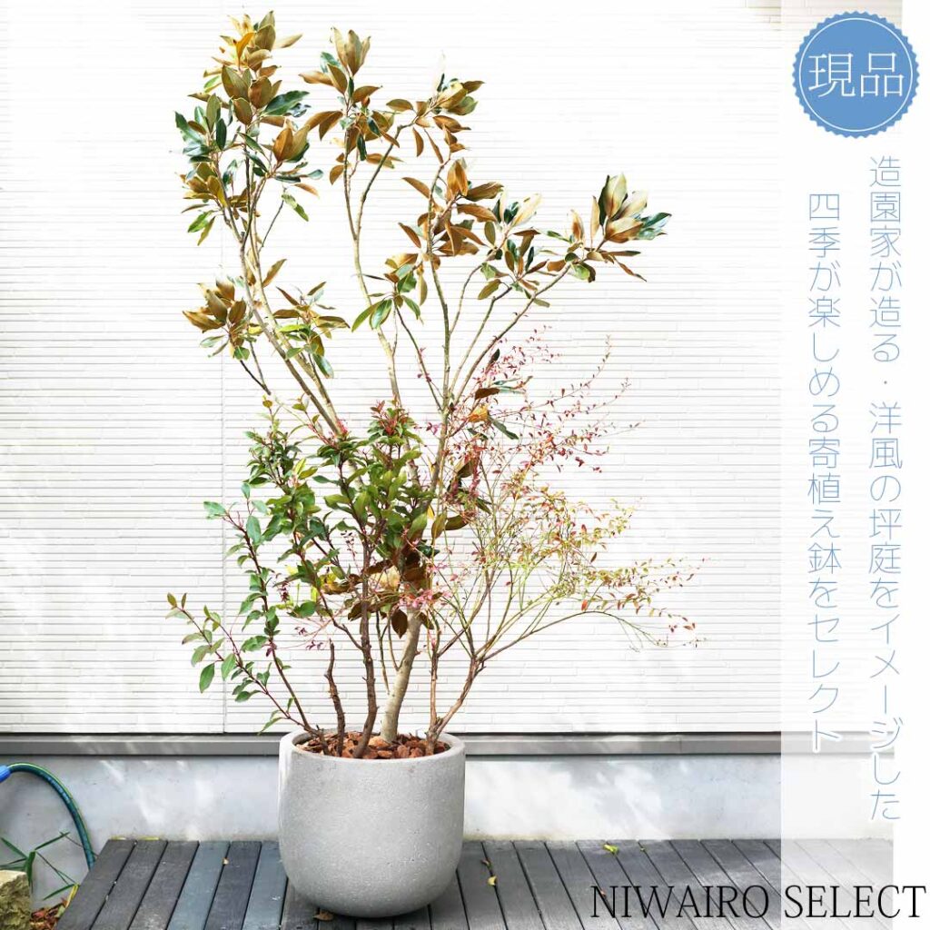 常緑ガマズミ『ティヌス』鉢植え2
