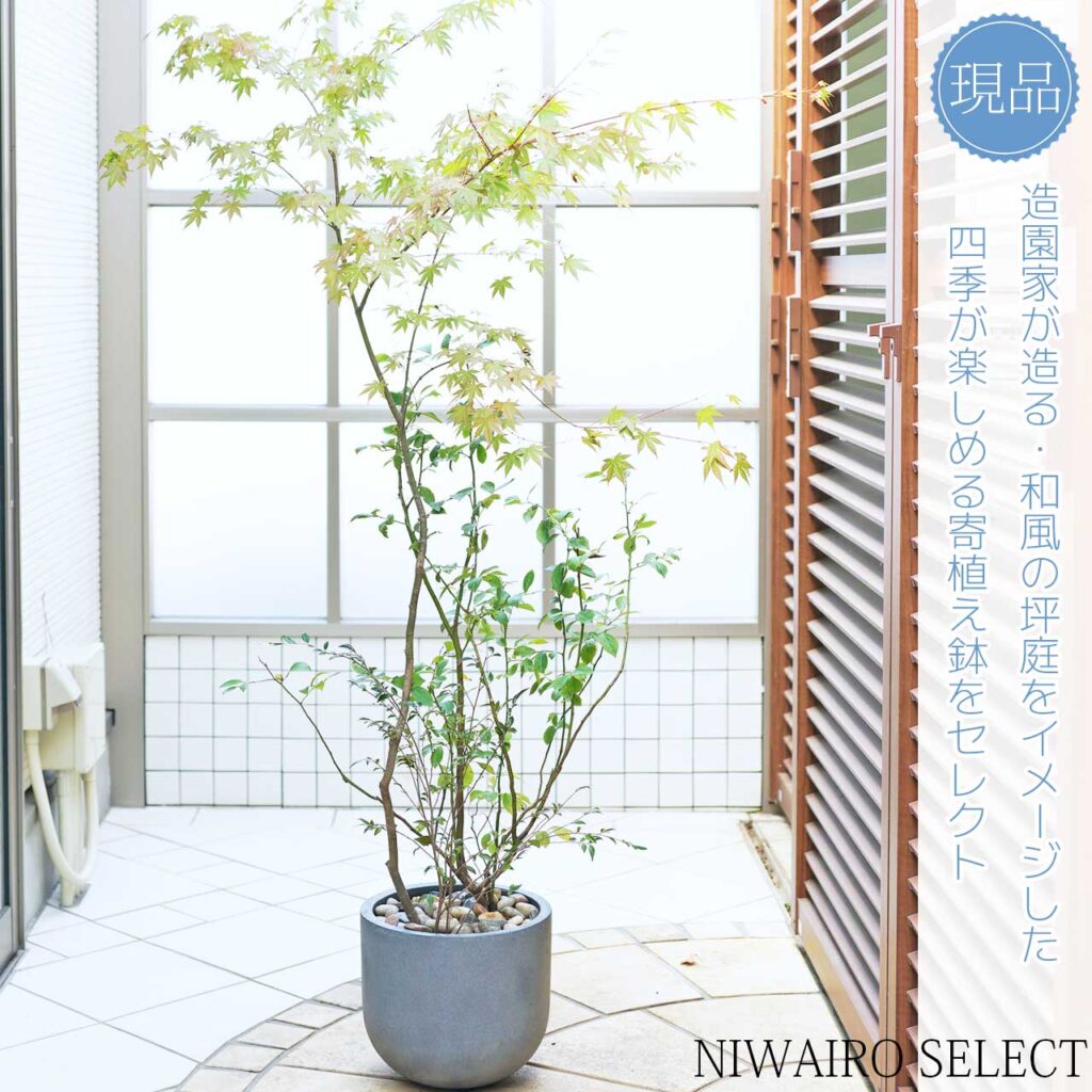 ブルーベリー 樹形２