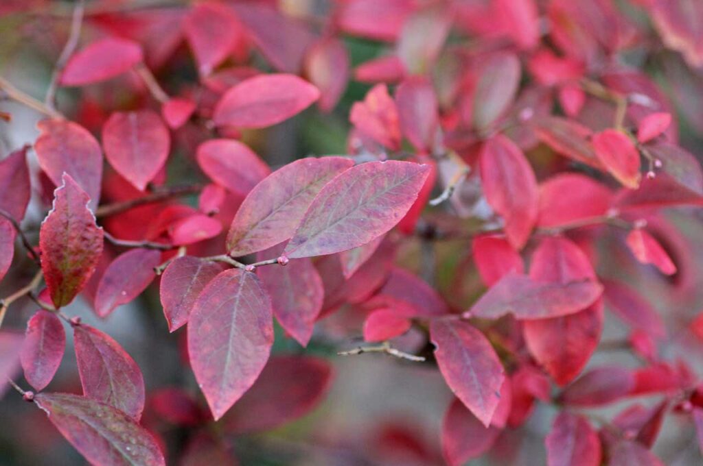 ブルーベリー 紅葉１