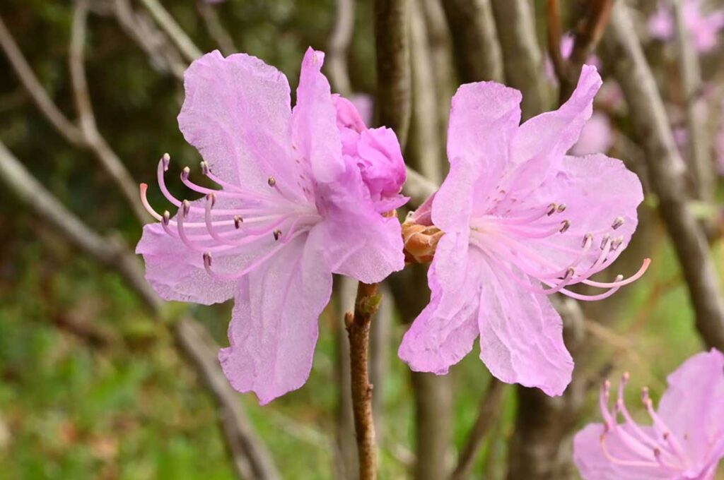 金子玄海ツツジ 薄紫色の可憐な花