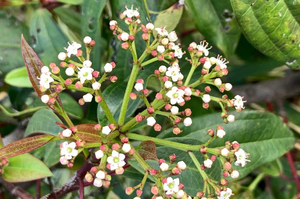 常緑ガマズミ『ティヌス』 ピンクのつぼみと花