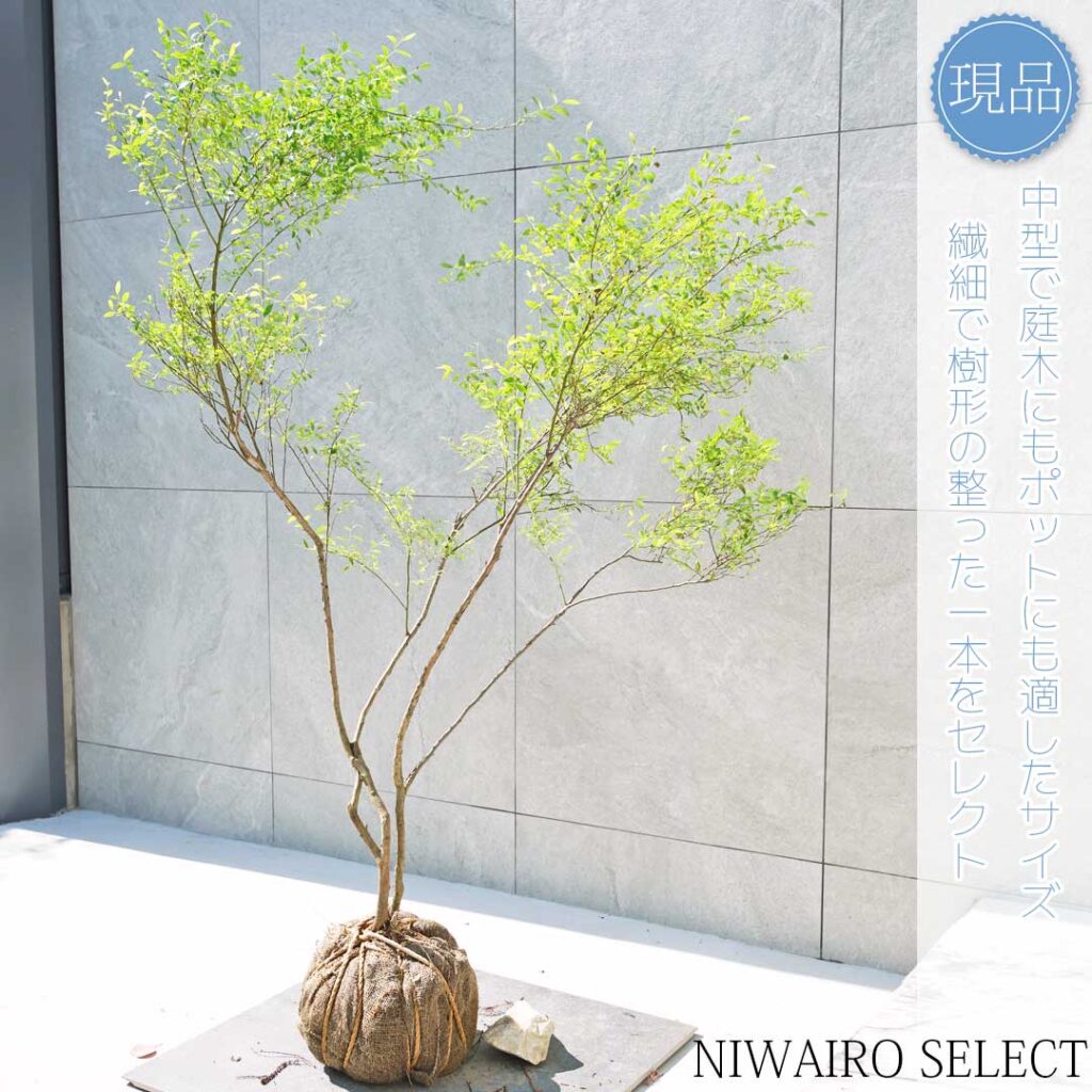ビルベリー 樹形１
