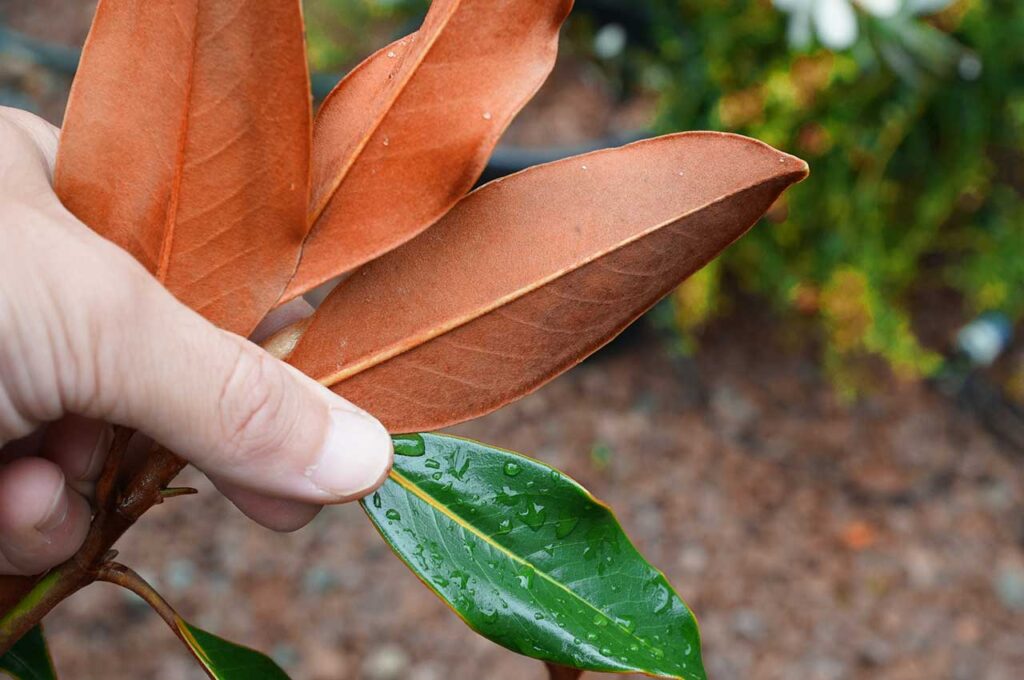タイサンボク ケイパレスとはどんな植木？特徴と育て方について詳しく 