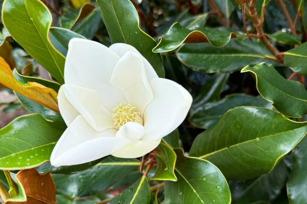 ケイパレス 純白の花