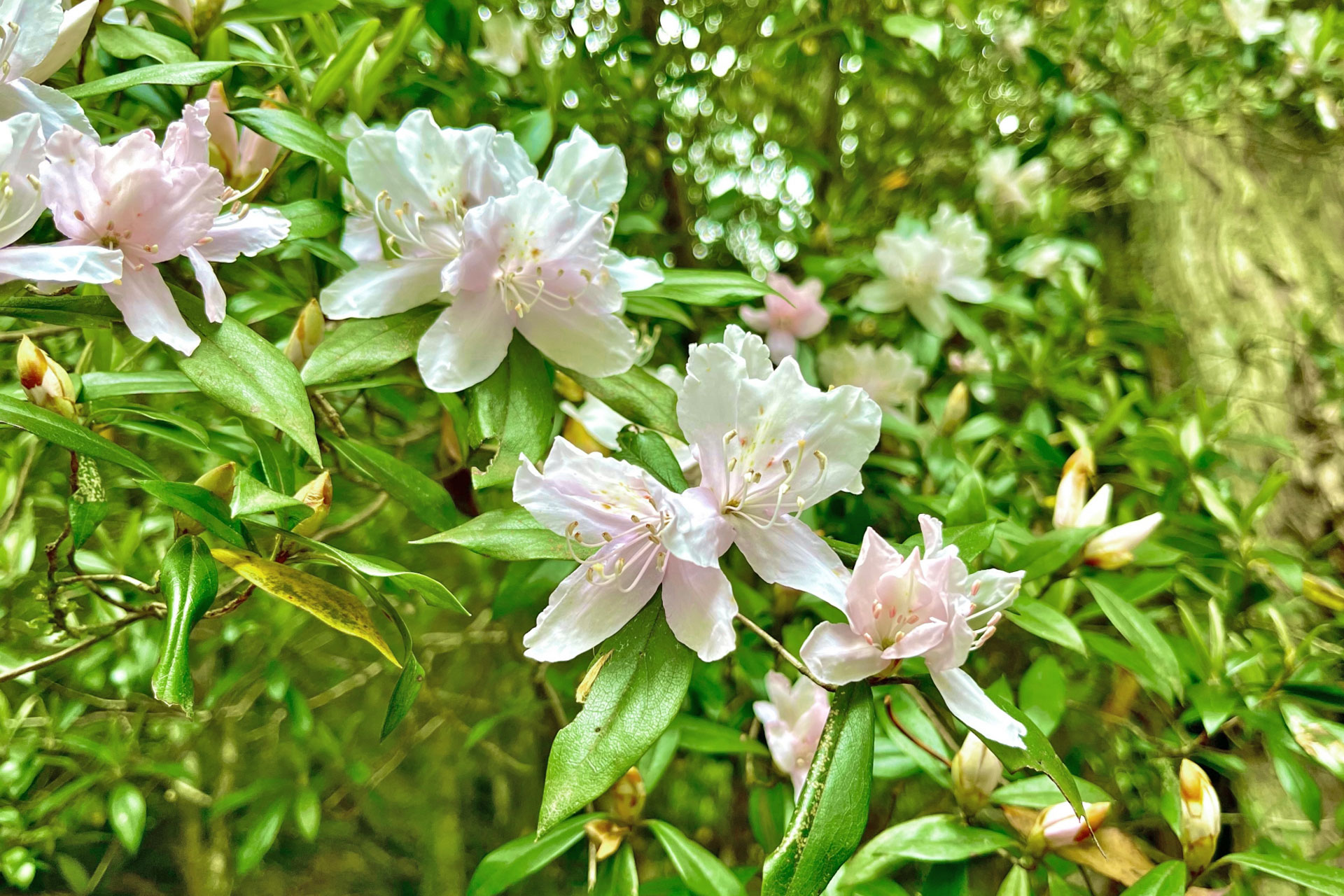 サクラツツジとはどんな植木？特徴と育て方について詳しく解説 - に 