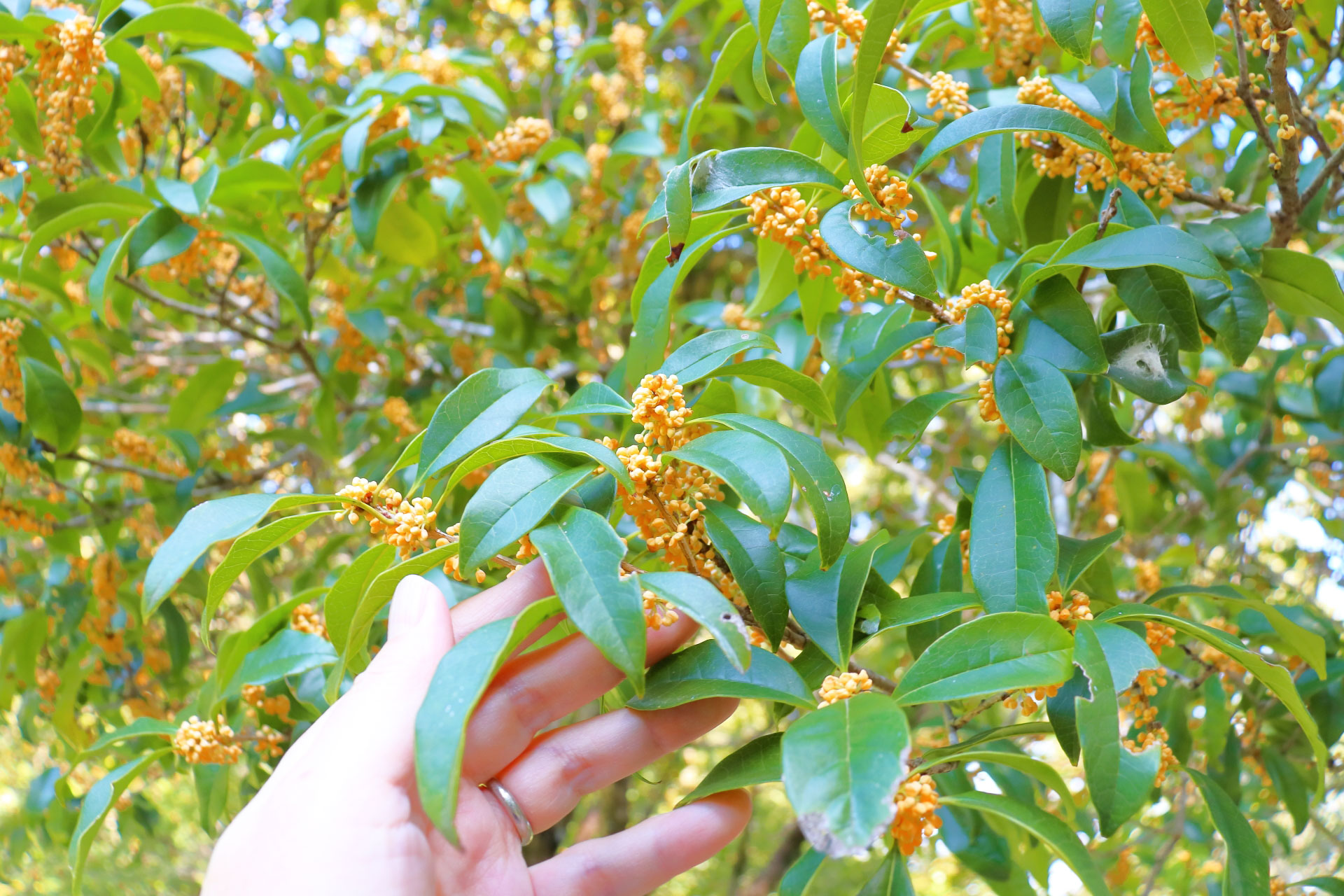 キンモクセイ(金木犀)とはどんな植木？特徴と育て方について詳しく解説 